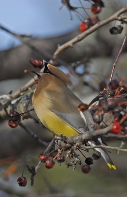 cedar_waxwing_georgi_baird_cropped_1